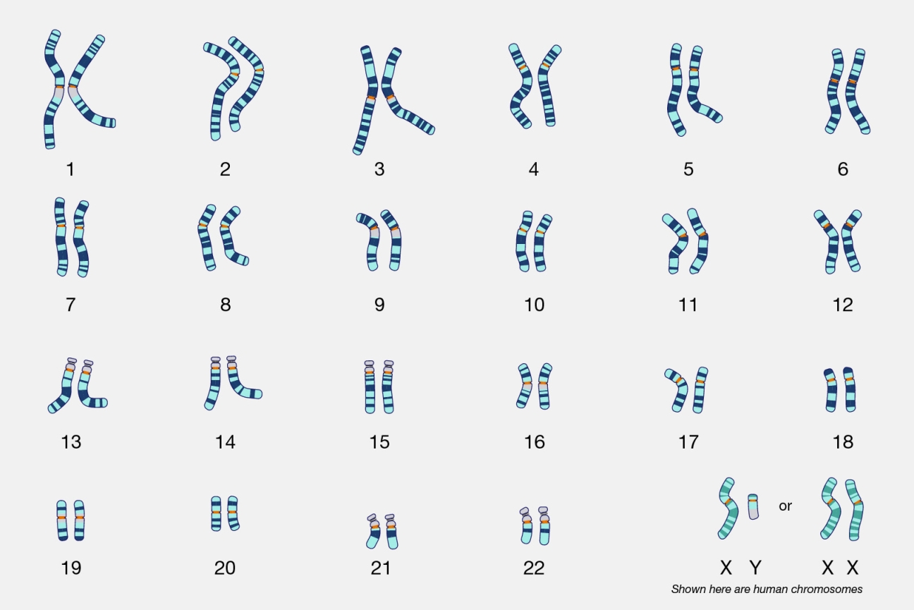 Sex Chromosomes Responsible For Much More Than Determining Sex Whitehead Institute 8624